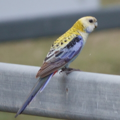 Platycercus adscitus