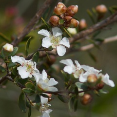 Leptospermum trinervium