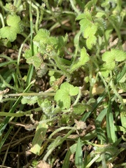 Hydrocotyle hirta