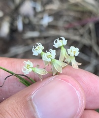 Asclepias verticillata