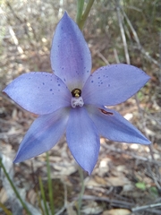 Thelymitra ixioides