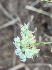 Asclepias verticillata