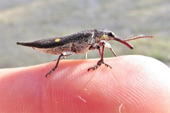 Rhinotia bidentata