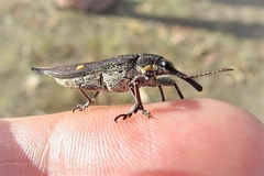 Rhinotia bidentata