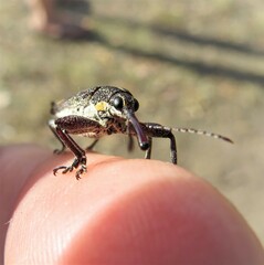 Rhinotia bidentata