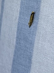 Tinea apicimaculella