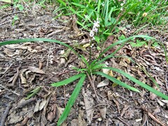 Liriope