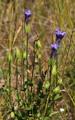 Gentianopsis crinita