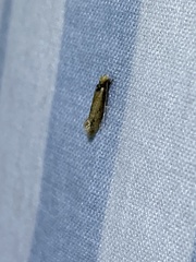 Tinea apicimaculella