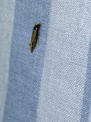 Tinea apicimaculella