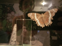 Anartia fatima