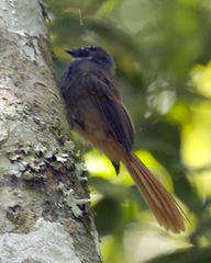 Rufous-Tailed Fantail photo 3