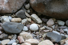 Mammillaria herrerae