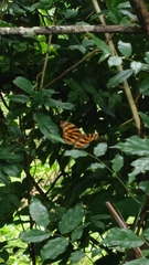 Herona marathus