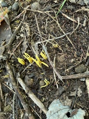 Clavariaceae