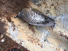 Chrysococcyx lucidus