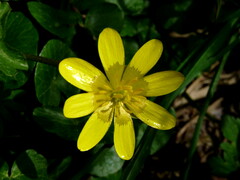Ficaria verna