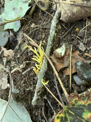 Clavariaceae