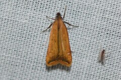Dichomeris heriguronis