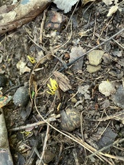 Clavariaceae