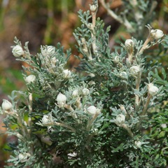 Actinotus helianthi