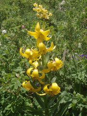 Lilium kesselringianum