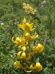 Lilium kesselringianum
