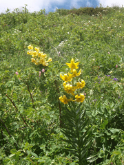 Lilium kesselringianum