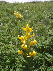 Lilium kesselringianum