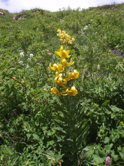 Lilium kesselringianum