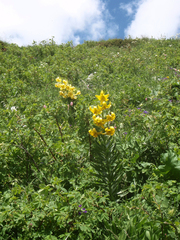 Lilium kesselringianum