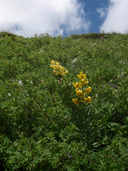 Lilium kesselringianum