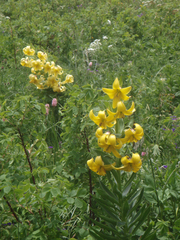 Lilium kesselringianum