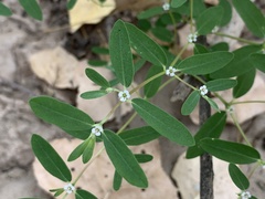 Euphorbia pediculifera