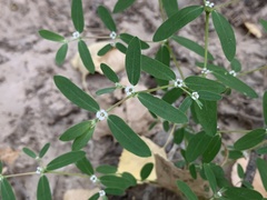 Euphorbia pediculifera