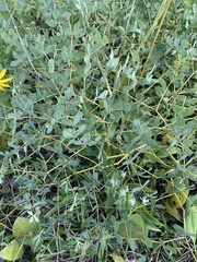 Baptisia australis aberrans