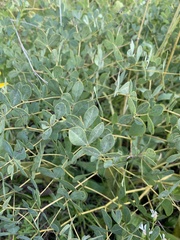 Baptisia australis aberrans