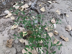Euphorbia pediculifera