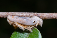 Heteroecus dasydactyli