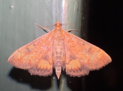 Pyrausta californicalis
