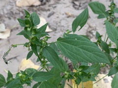 Acalypha neomexicana