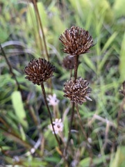 Marshallia legrandii