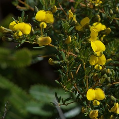 Gompholobium virgatum