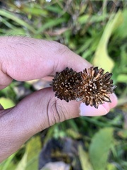 Marshallia legrandii