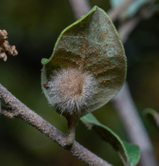 Disholandricus lasius