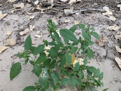 Acalypha neomexicana