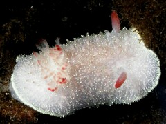 Acanthodoris nanaimoensis
