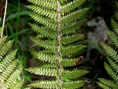 Polystichum vestitum