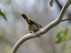 Sericornis frontalis