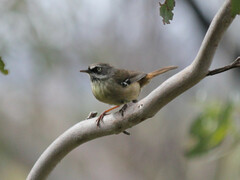 Sericornis frontalis